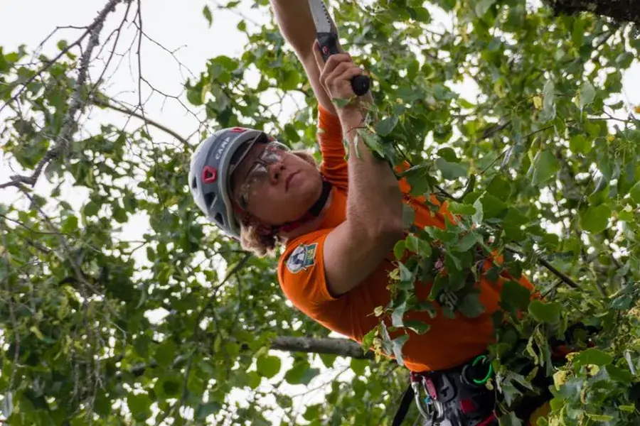 Climber pruning a limb high in a hardwood canopy