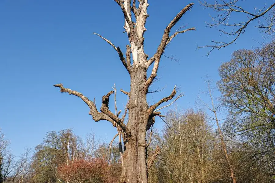 Dead tree with a bare crown standing over a residential yard
