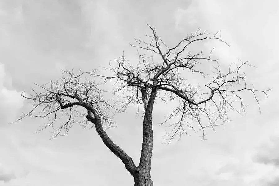 Bare winter canopy showing branch structure clearly