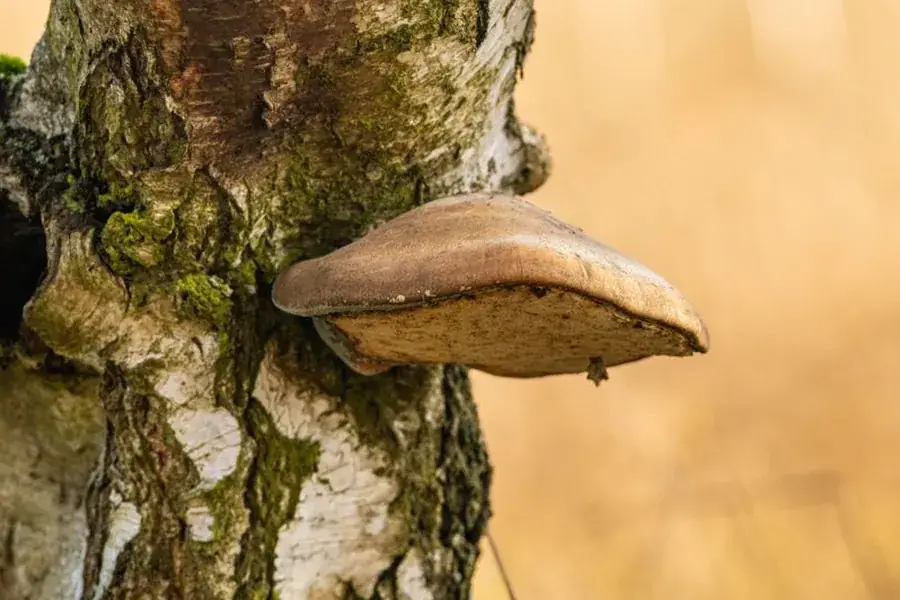 A large fungal bracket growing from a tree trunk, a visible sign of decay