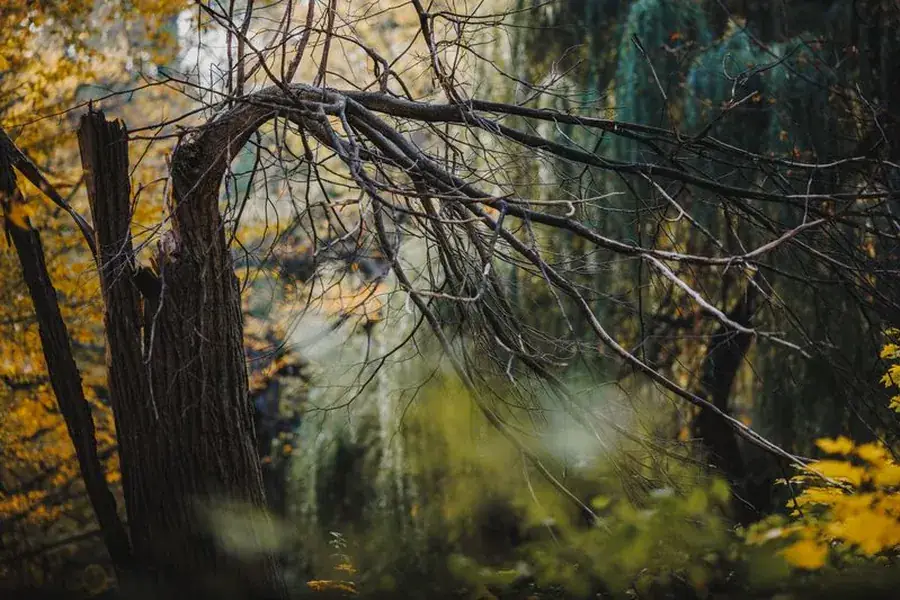 Large broken limbs left hanging in a tree canopy