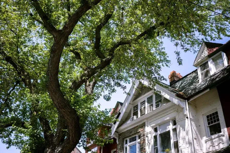 Large tree limbs reaching over the roofline of a house