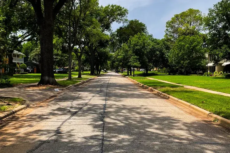 Large mature street tree overhanging a residential road