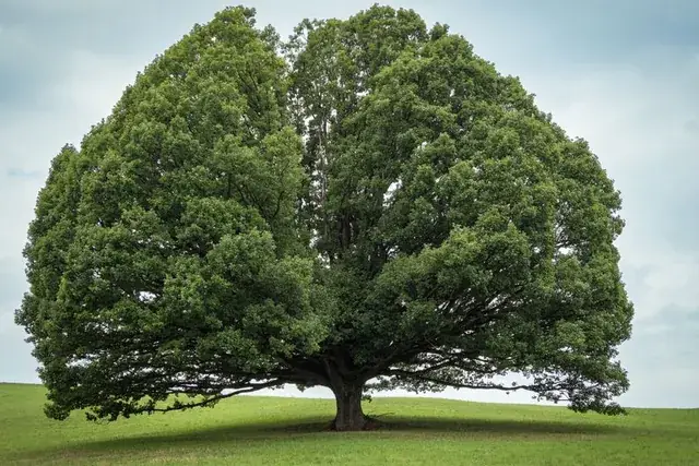 A large tree standing in an open yard with clear space around it