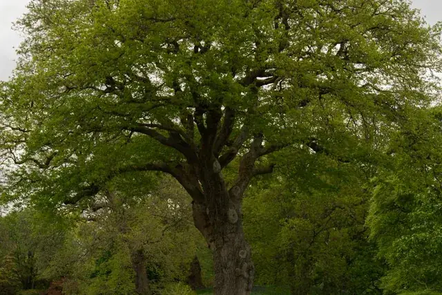 A large tree on an open rural property with room around it