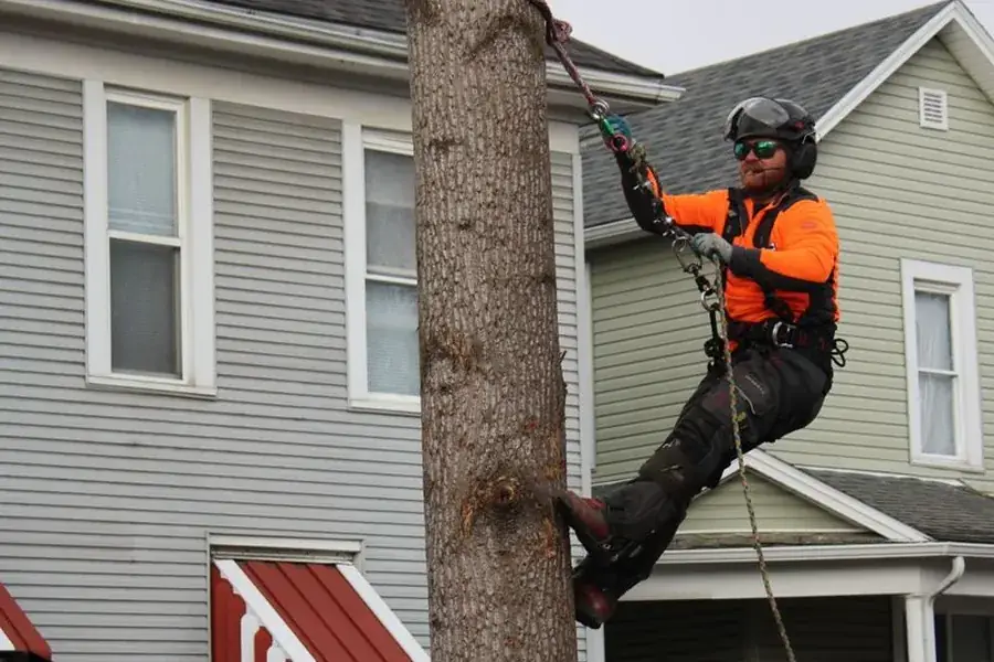 Climber lowering a cut section of tree on a rope beside a house