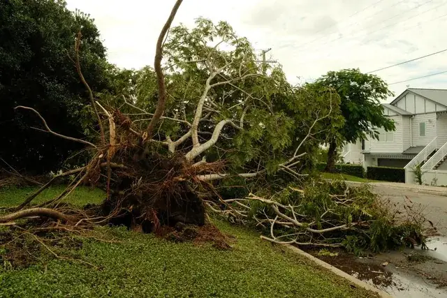 Storm-damaged tree fallen across a residential yard