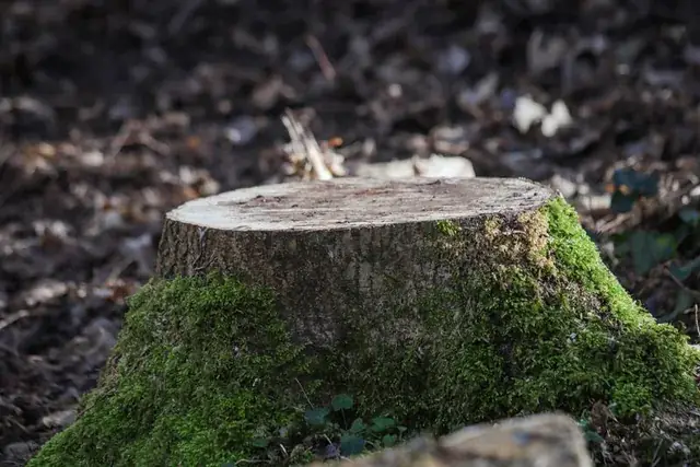 Stump grinder cutting into a tree stump