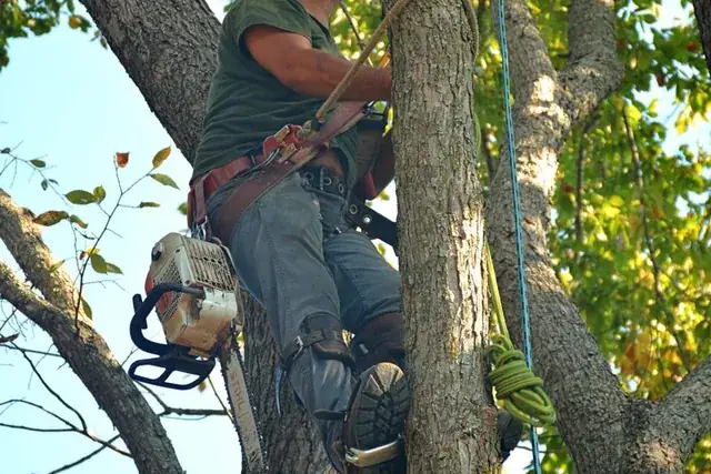 Arborist pruning branches high in a tree crown