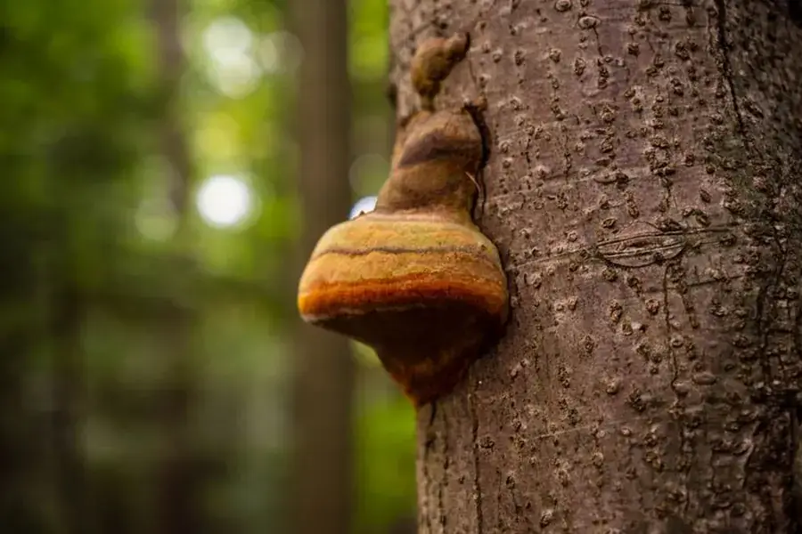 Shelf fungus growing on the trunk of a mature tree, a sign of internal decay