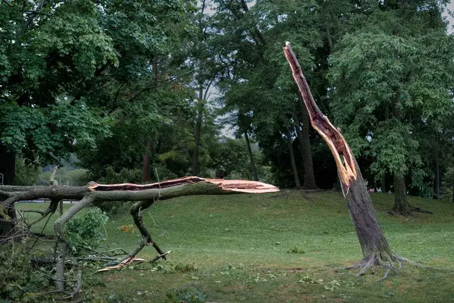Tree trunk snapped and split part way up, with the broken top on the ground
