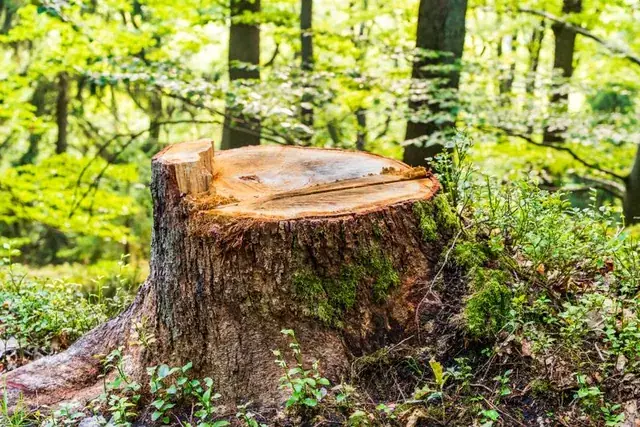 Freshly cut tree stump left at ground level after a removal