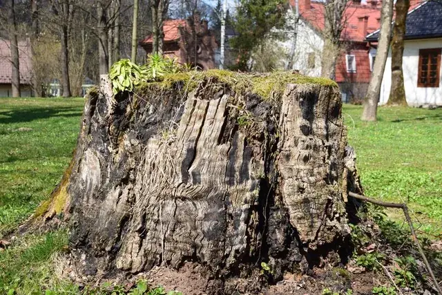 Old weathered tree stump standing in a lawn beside houses