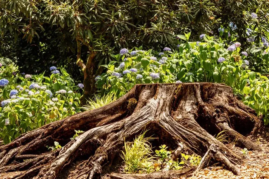 A low stump and its surface roots spreading out at ground level in a garden