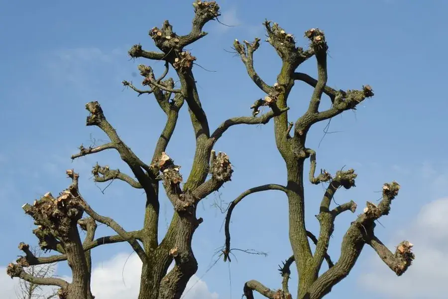 A topped tree with dense upright regrowth from stub cuts