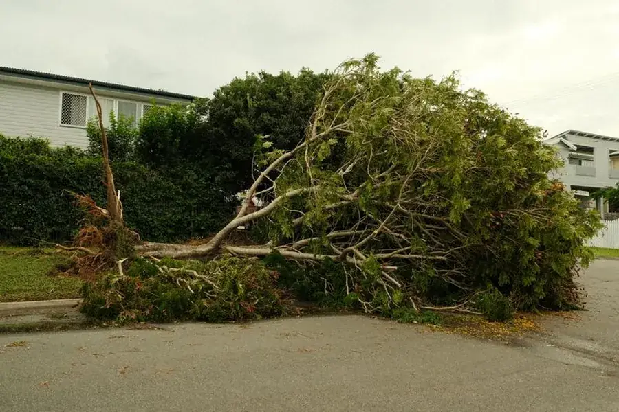 Storm-felled tree lying across a residential street and driveway in front of a house