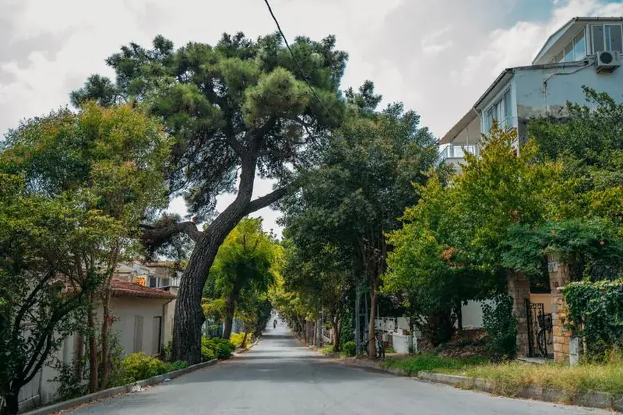 Mature trees arching over a residential street in the Southeast