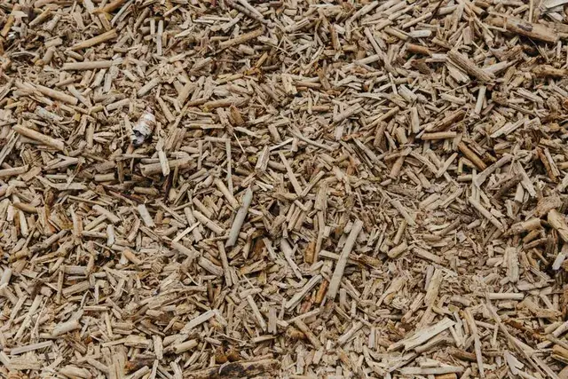 A pile of fresh wood chips from chipped brush